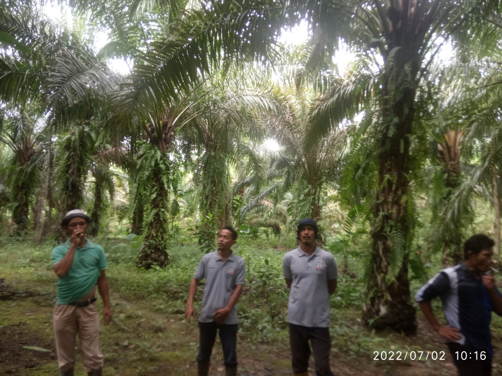 tinjauan perkebunan kelapa sawit milik gampong/desa oleh aparatur gampong